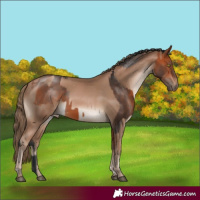 Horse Color:Bay and Black Pearl Appaloosa