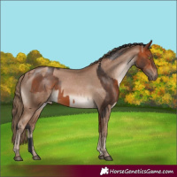 Horse Color:Bay  and Black Pearl Appaloosa 