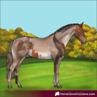 Horse Color:Bay and Black Pearl Appaloosa
