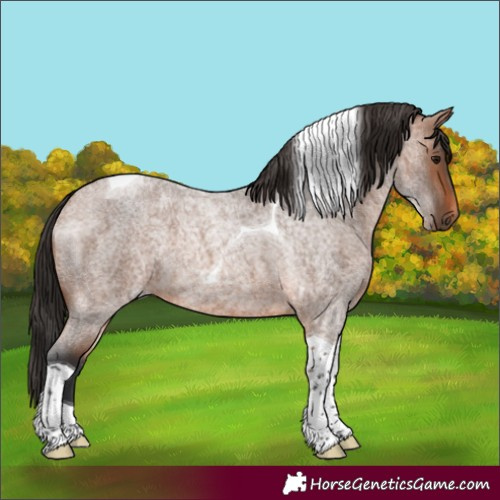 Horse Color:Unknown 