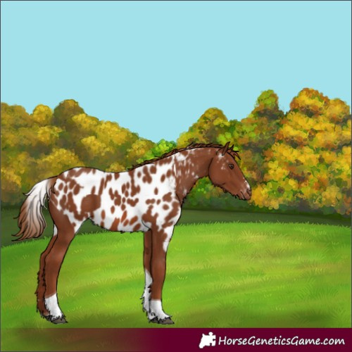 Horse Color:Chestnut Tobiano Skewed LP Spotted