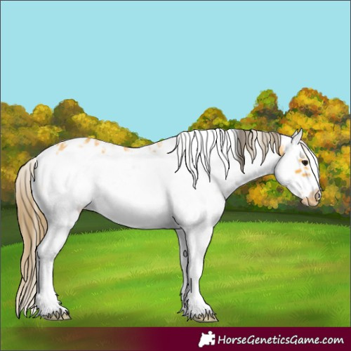 Horse Color:Buckskin Sabino Splash Frame Appaloosa 