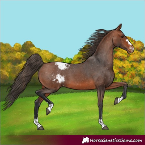 Horse Color:Bay Appaloosa 
