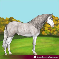 Horse Color:Silver Blue Roan Splash 