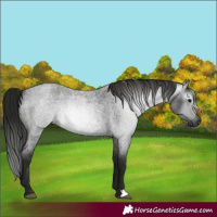 Horse Color:Gray Blue Roan