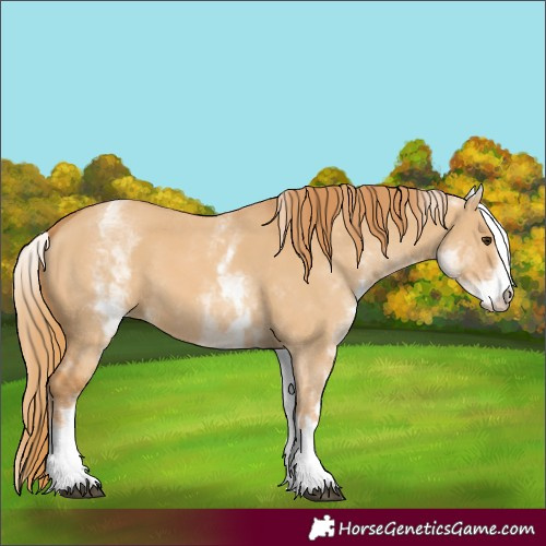 Horse Color:White Spotted Red Dun