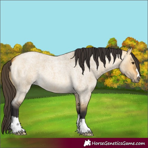 Horse Color:Buckskin Roan Dun