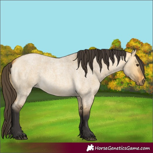 Horse Color:Buckskin Roan Dun 