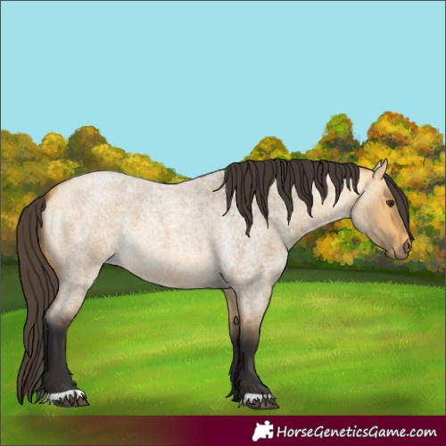 Horse Color:Buckskin Roan Dun Rabicano 