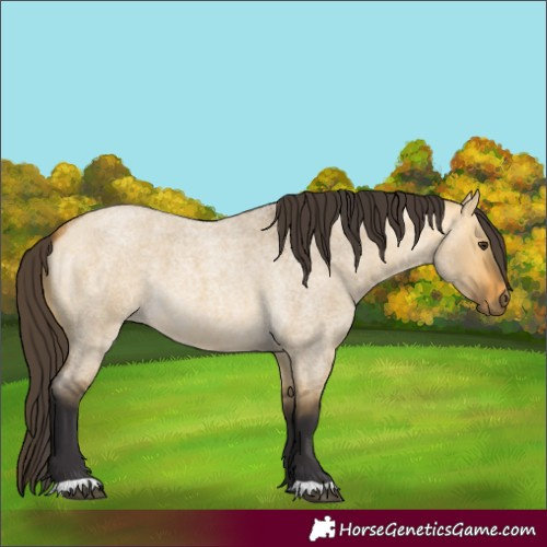 Horse Color:Buckskin Roan Dun 