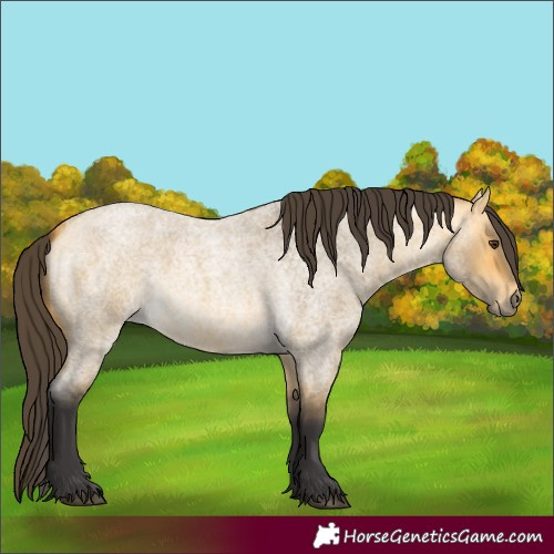 Horse Color:Buckskin Roan Dun 