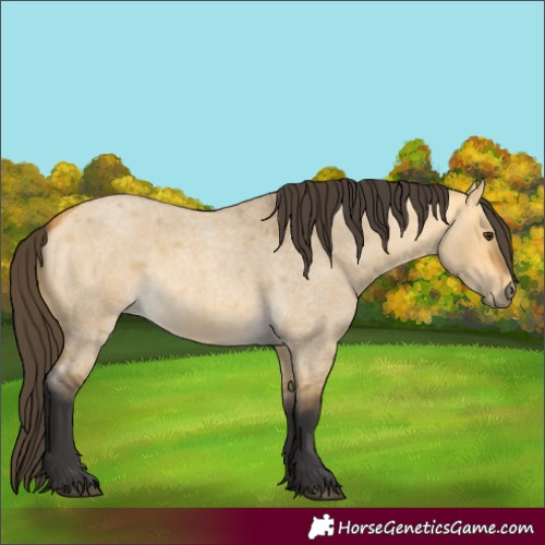 Horse Color:Buckskin Roan Dun
