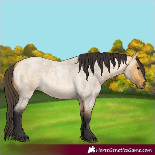 Horse Color:Buckskin Roan Dun 