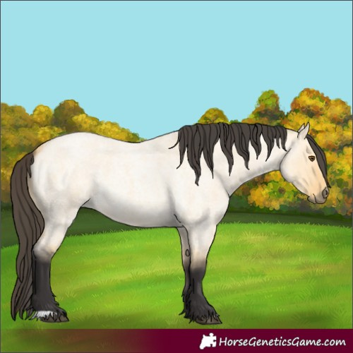 Horse Color:Buckskin Roan Dun