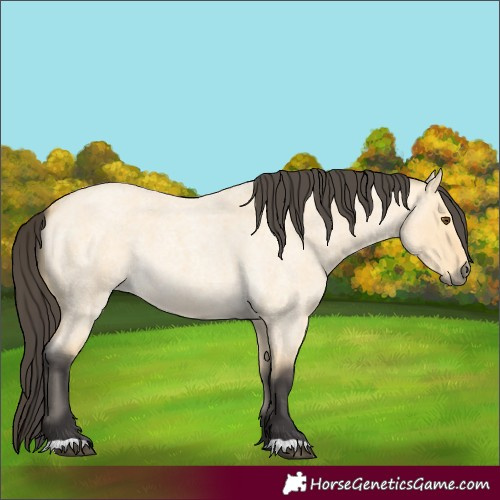 Horse Color:Buckskin Roan Dun 