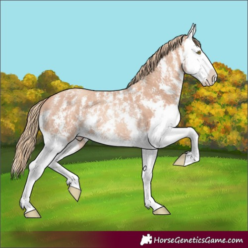 Horse Color:Gold Champagne Sabino Splash Rabicano 