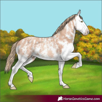 Horse Color:Gold Champagne Sabino Splash Rabicano 