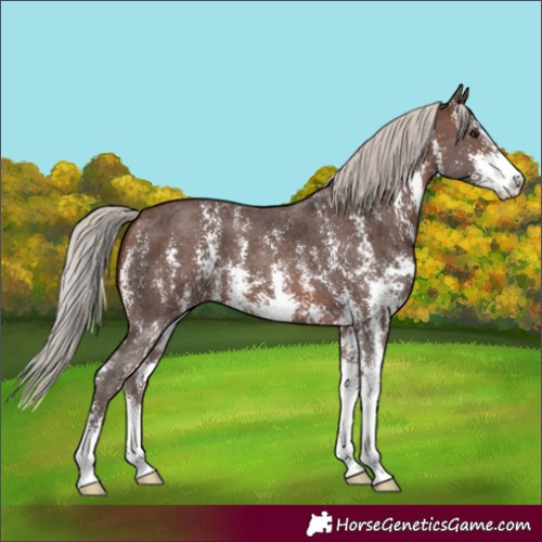 Horse Color:Silver Brown Sabino