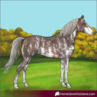 Horse Color:Silver Brown Sabino 