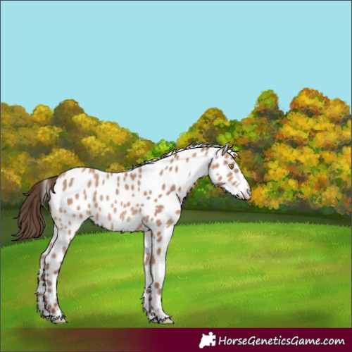 Horse Color:Amber Champagne Leopard Rabicano 