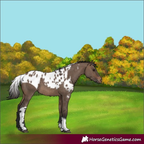 Horse Color:Brown Dun Tobiano Skewed LP Spotted 