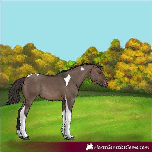 Horse Color:Brown Dun Tobiano Skewed LP Spotted Rabicano 