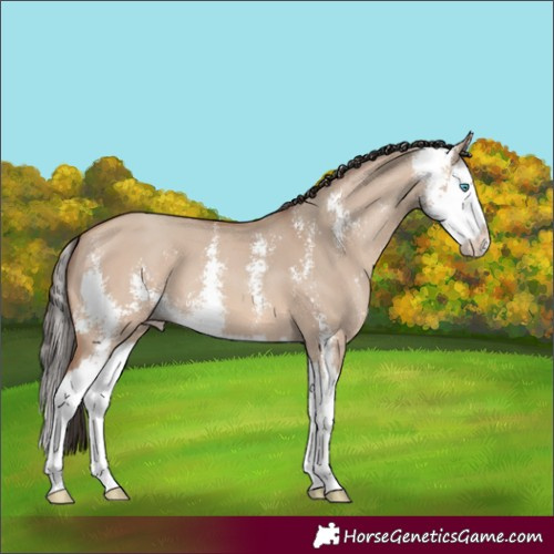 Horse Color:Amber Champagne Dun Sabino Splash 