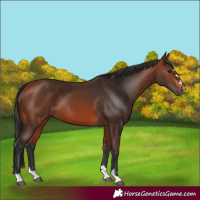 Horse Color:Bay 