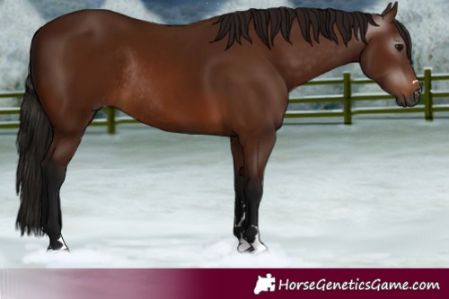 Horse Color:Gray Bay Rabicano 
