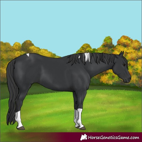 Horse Color:Black Tobiano 