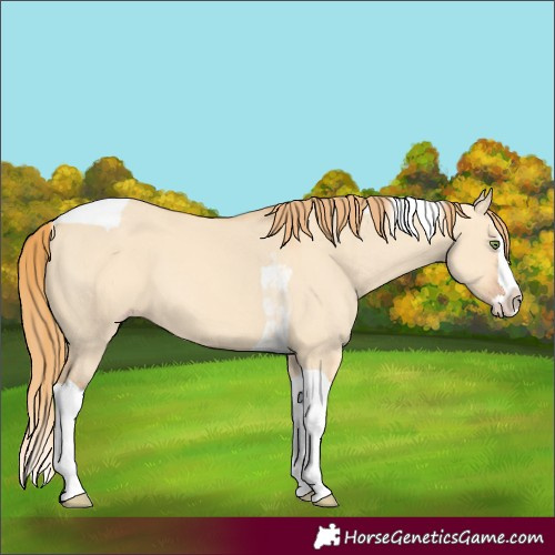 Horse Color:Gold Champagne Dun Splash Tobiano 