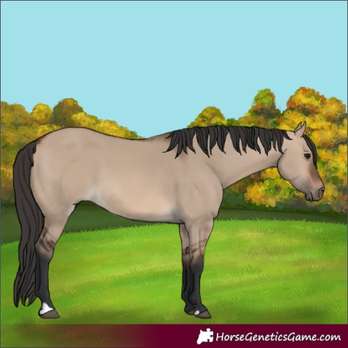 Horse Color:Brown Dun 