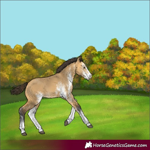 Horse Color:Buckskin Dun Sabino
