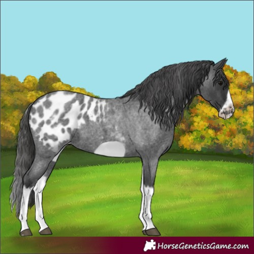 Horse Color:White Spotted Blue Roan Splash Frame Appaloosa 
