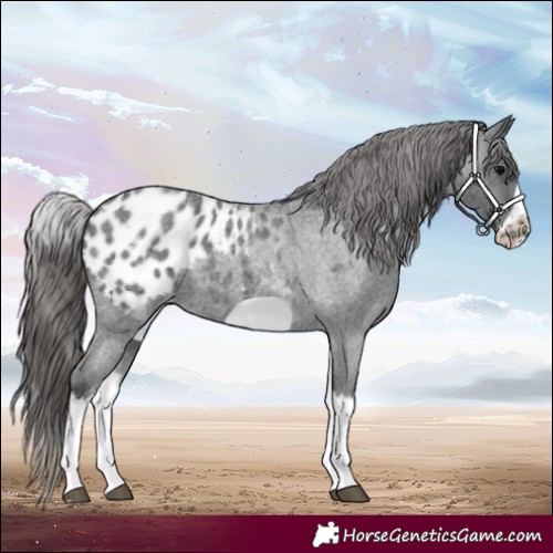 Horse Color:White Spotted Blue Roan Splash Frame Appaloosa