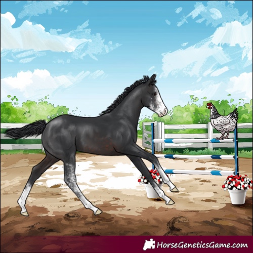 Horse Color:Brown Sabino 