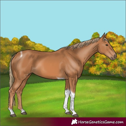 Horse Color:Unknown 