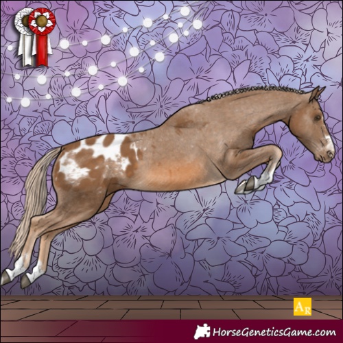 Horse Color:Chocolate Palomino Appaloosa 