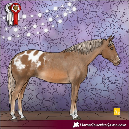 Horse Color:Chocolate Palomino Appaloosa 