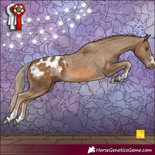 Horse Color:Chocolate Palomino Appaloosa 