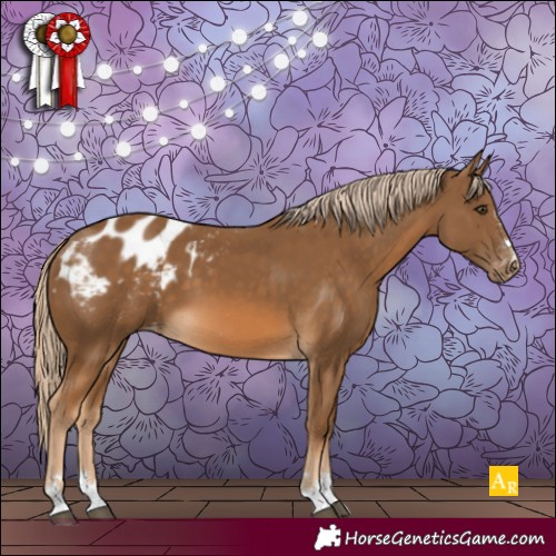 Horse Color:Chocolate Palomino Appaloosa 
