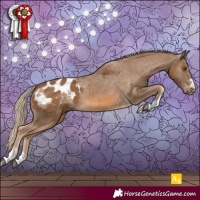 Horse Color:Chocolate Palomino Appaloosa
