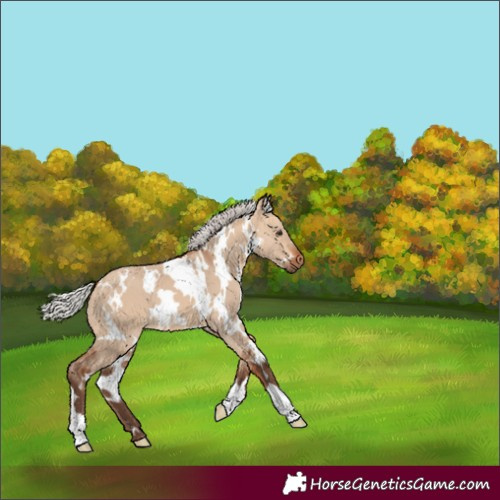 Horse Color:White Spotted Silver Bay Dun