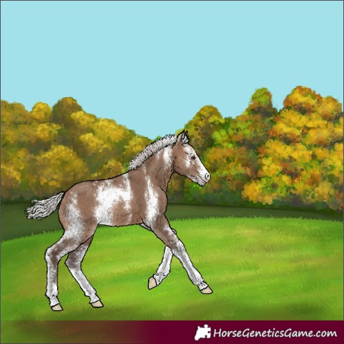 Horse Color:Silver Brown Dun Sabino 