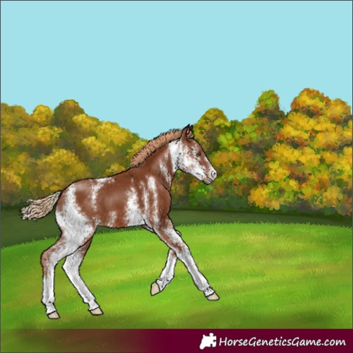 Horse Color:Chestnut Sabino 