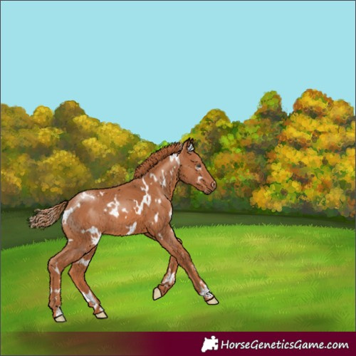 Horse Color:White Spotted Chestnut