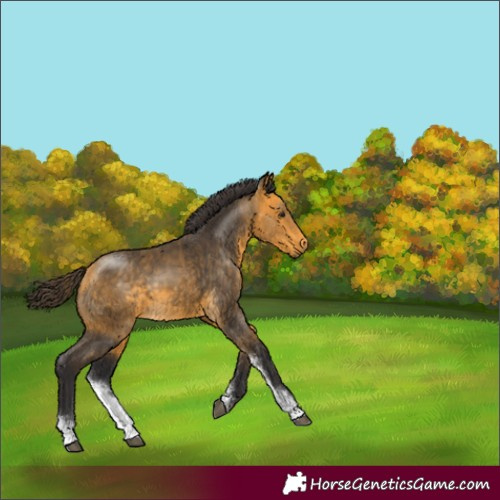 Horse Color:Buckskin Sabino