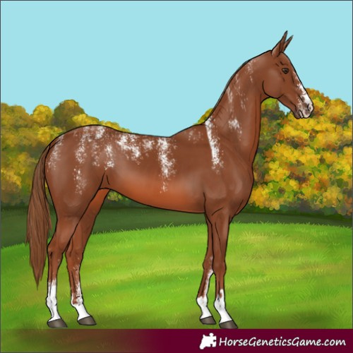 Horse Color:Powder White Chestnut 