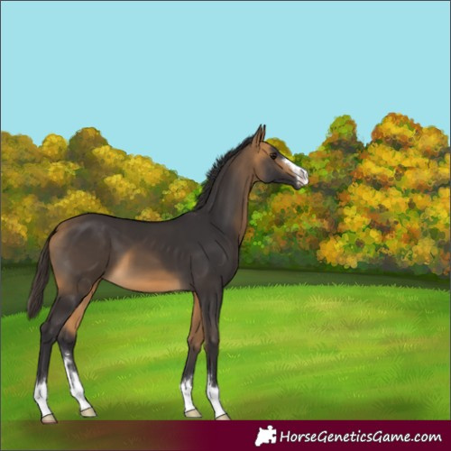 Horse Color:Buckskin 