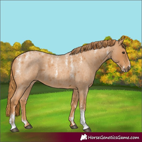 Horse Color:Powder White Red Roan 